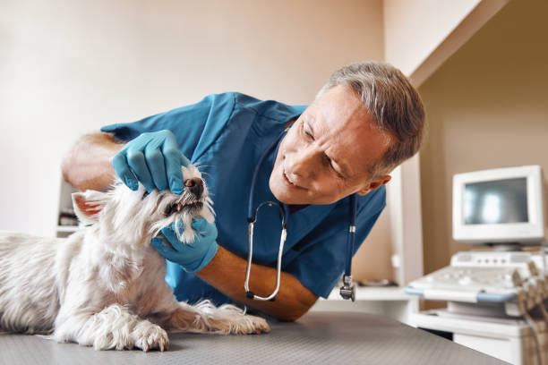 Best 24-Hour Emergency Dentist in Lexington, SC